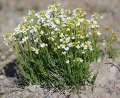Cardamine digitata