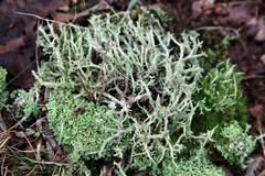 Cladonia scabriuscula