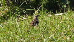 Alauda arvensis japonica