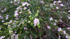 Thryptomene