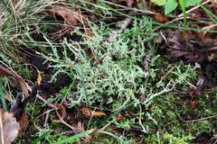 Cladonia scabriuscula