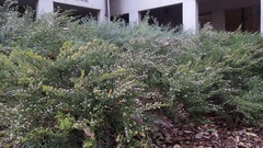 Thryptomene