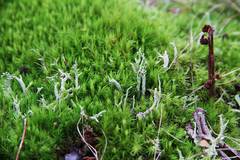 Cladonia cenotea