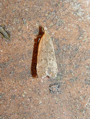 Dichomeris punctipennella