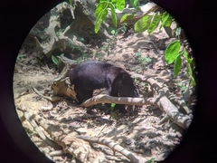 Helarctos malayanus