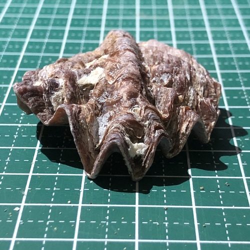 シャコガキ