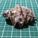 シャコガキ