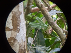 Tropidolaemus subannulatus