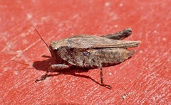 Tettigidea cuspidata