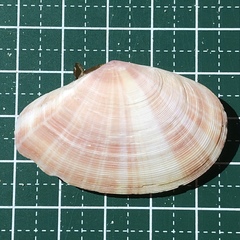 Tellinella virgata