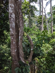 Angiospermae