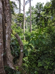 Angiospermae