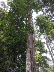 Angiospermae