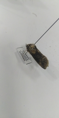 Abrostola asclepiadis
