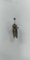 Abrostola asclepiadis