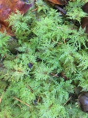 Hylocomium splendens image