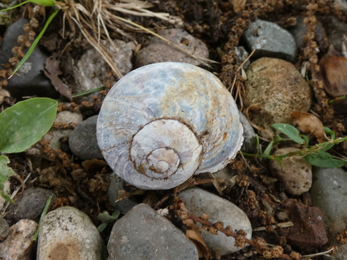Cornu aspersum