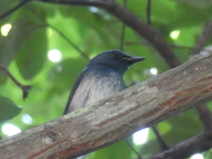 Cyornis hainanus