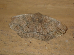 Nematocampa