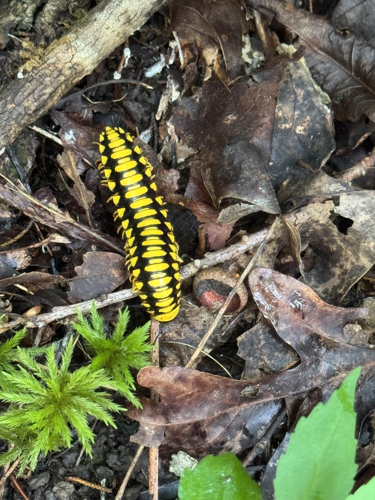 Cedar Millipede