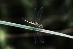 Brachydiplax sobrina