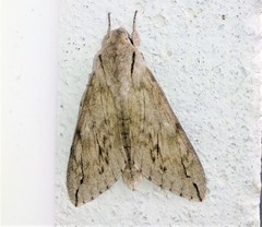 Oligographa juniperi