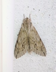 Oligographa juniperi