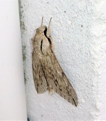 Oligographa juniperi