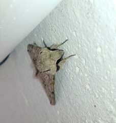 Oligographa juniperi