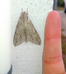 Oligographa juniperi