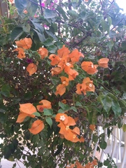 Bougainvillea