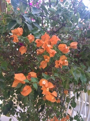 Bougainvillea