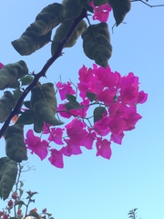 Bougainvillea