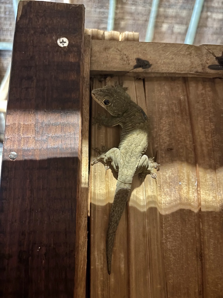 Big Tree Gecko (Gehyra oceanica)
