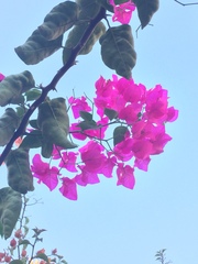 Bougainvillea