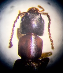 Achenomorphus corticinus