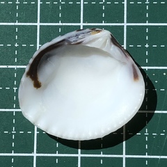 Gafrarium pectinatum