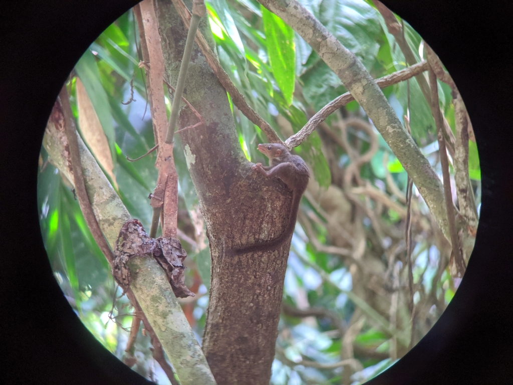 Lesser Treeshrew