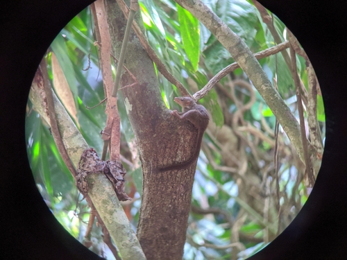 Lesser Treeshrew