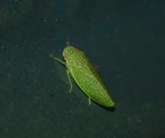 Rugosana querci