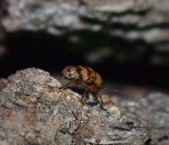 Cryptocephalus implacidus