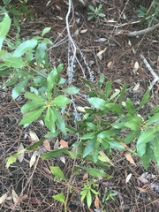 Morella cerifera image