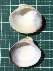 Pitar citrinus