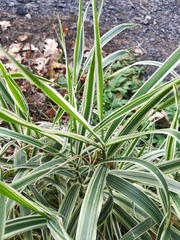 Phalaris arundinacea picta