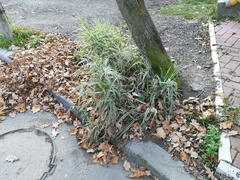 Phalaris arundinacea picta