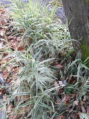 Phalaris arundinacea picta