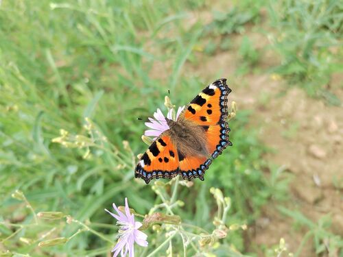 Small Tortoiseshell