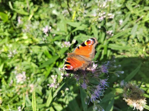 European Peacock Butterfly