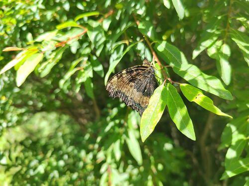 Scarce Tortoiseshell