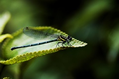 Onychargia atrocyana